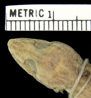 Media type: image;   Herpetology R-5730